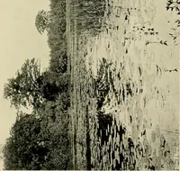 An illustration from Wall and water gardens (1902)