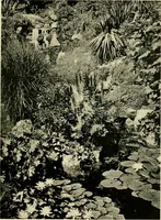 An illustration from Wall and water gardens (1902)