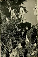 An illustration from Wall and water gardens (1902)
