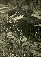 An illustration from Wall and water gardens (1902)