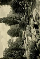 An illustration from Wall and water gardens (1902)