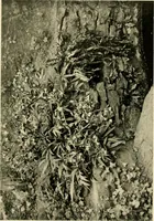An illustration from Wall and water gardens (1902)