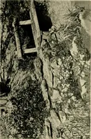 An illustration from Wall and water gardens (1902)