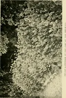 An illustration from Wall and water gardens (1902)