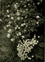 An illustration from Wall and water gardens (1902)