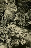 An illustration from Wall and water gardens (1902)