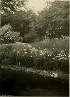An illustration from Wall and water gardens (1902)