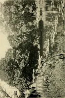 An illustration from Wall and water gardens (1902)