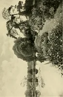 An illustration from Wall and water gardens (1902)