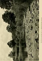 An illustration from Wall and water gardens (1902)
