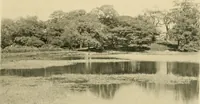 An illustration from Wall and water gardens (1902)