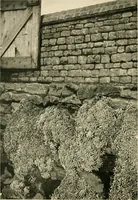 Picture 10 of 134 from Wall and water gardens (1902), leaf 35