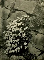 Picture 12 of 134 from Wall and water gardens (1902), leaf 39