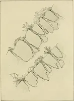 An illustration from Wall and water gardens (1902)