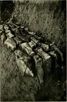 Picture 14 of 134 from Wall and water gardens (1902), leaf 43