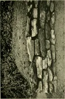 An illustration from Wall and water gardens (1902)