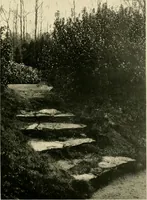 An illustration from Wall and water gardens (1902)
