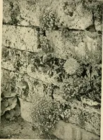 An illustration from Wall and water gardens (1902)