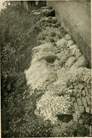 An illustration from Wall and water gardens (1902)