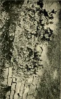 An illustration from Wall and water gardens (1902)