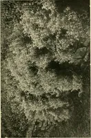An illustration from Wall and water gardens (1902)
