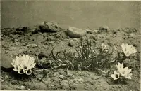 An illustration from Wall and water gardens (1902)