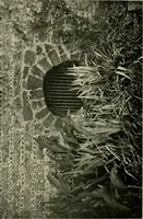 An illustration from Wall and water gardens (1902)