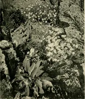 An illustration from Wall and water gardens (1902)