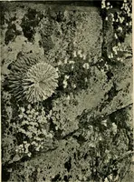 An illustration from Wall and water gardens (1902)