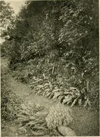 Picture 31 of 134 from Wall and water gardens (1902), leaf 80
