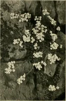 Picture 33 of 134 from Wall and water gardens (1902), leaf 85