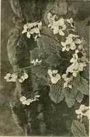 An illustration from Wall and water gardens (1902)
