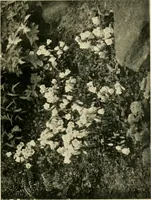 An illustration from Wall and water gardens (1902)