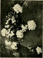 An illustration from Wall and water gardens (1902)