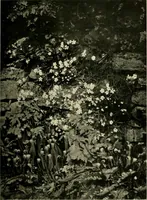 An illustration from Wall and water gardens (1902)