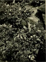 An illustration from Wall and water gardens (1902)