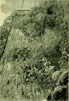 An illustration from Wall and water gardens (1901)