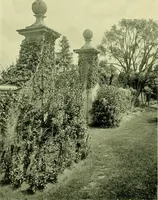 Picture 46 of 137 from Wall and water gardens (1901), leaf 113