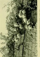 Picture 48 of 137 from Wall and water gardens (1901), leaf 117