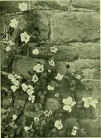 Picture 49 of 137 from Wall and water gardens (1901), leaf 120