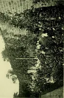 Picture 52 of 137 from Wall and water gardens (1901), leaf 125