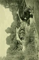 An illustration from Wall and water gardens (1901)