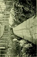 Picture 62 of 137 from Wall and water gardens (1901), leaf 143