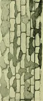An illustration from Wall and water gardens (1901)