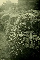 Picture 66 of 137 from Wall and water gardens (1901), leaf 151