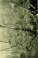 An illustration from Wall and water gardens (1901)