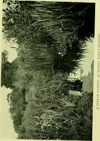 An illustration from Wall and water gardens (1901)