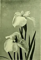 Picture 70 of 137 from Wall and water gardens (1901), leaf 162