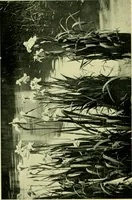 An illustration from Wall and water gardens (1901)