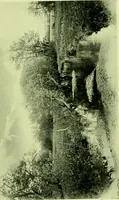 An illustration from Wall and water gardens (1901)